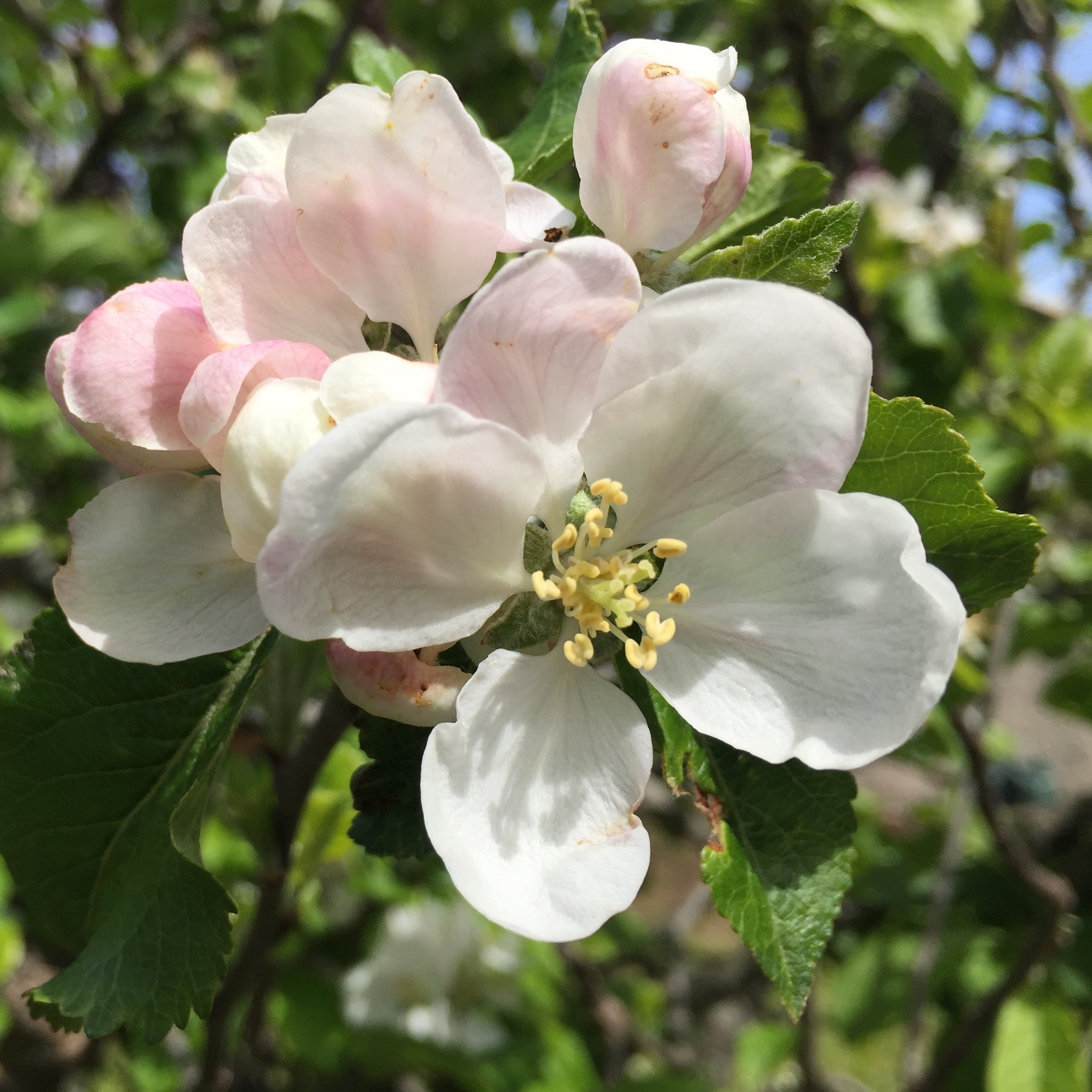 Apple Blossom – online tuition