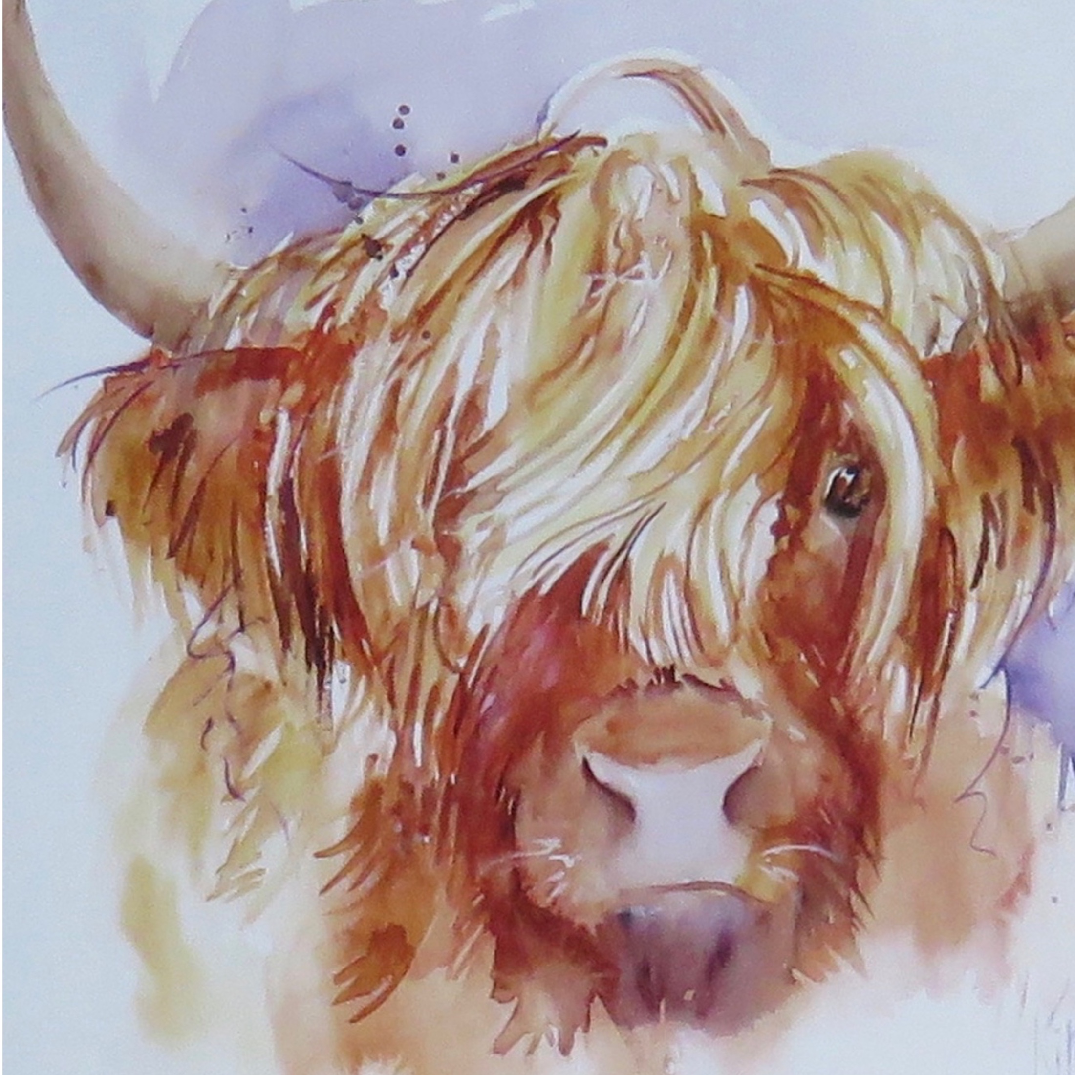 Hairy Highland Cow card
