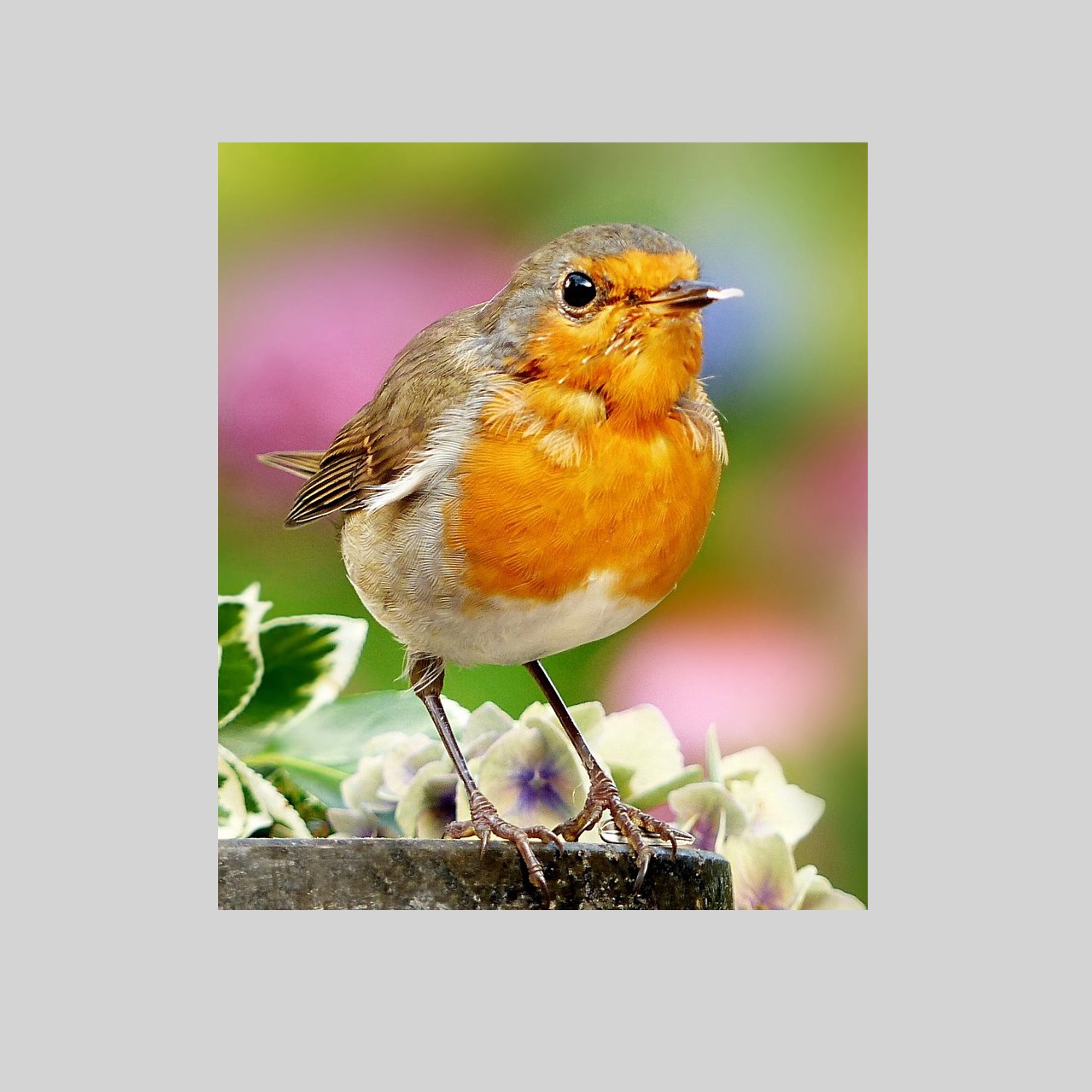 Robins – online tuition