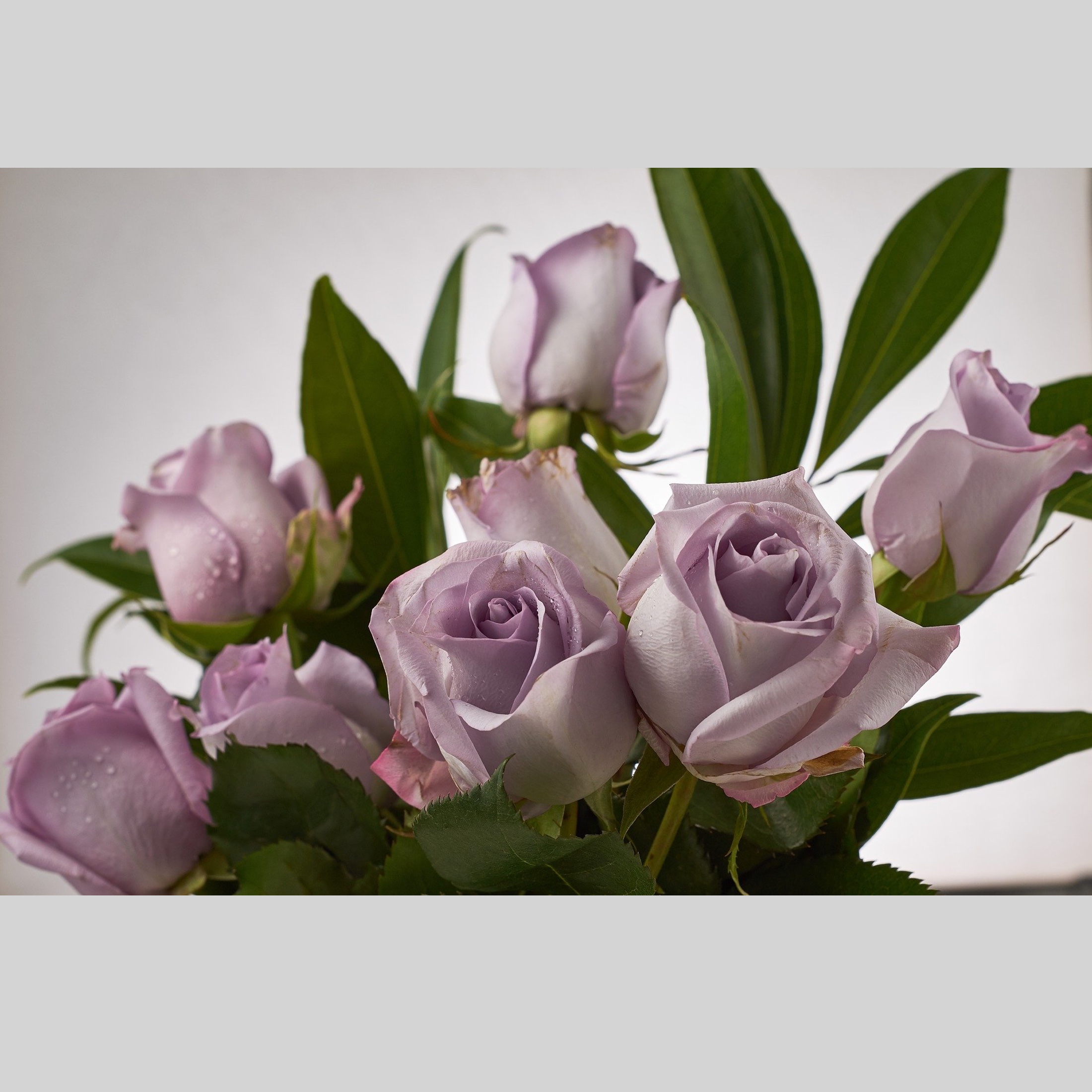Roses – Online Tuition