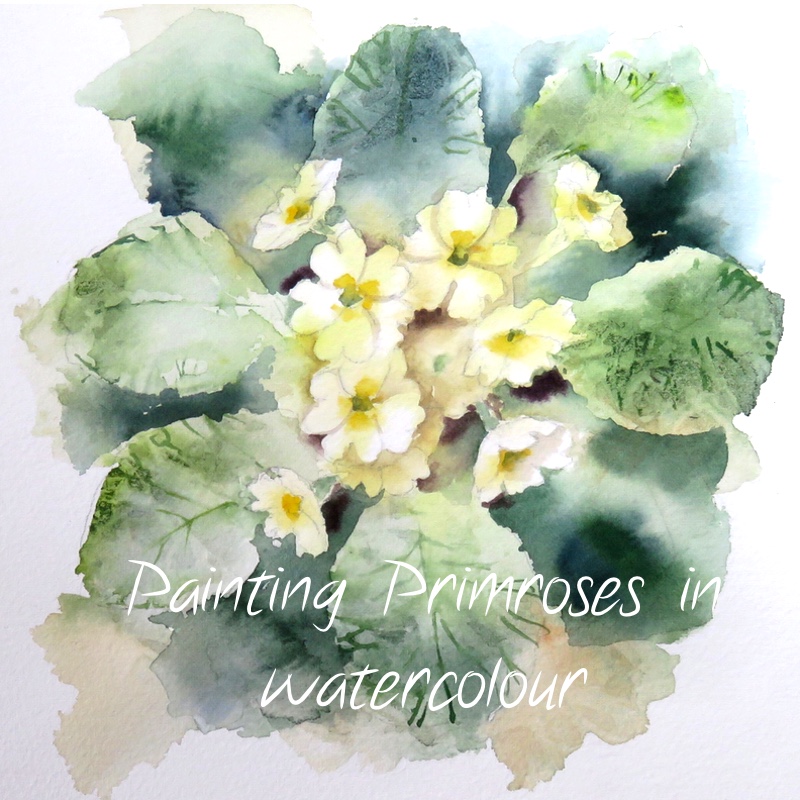 Wild primroses – online tuition